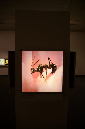 Wasp_exhibition__DSC3474